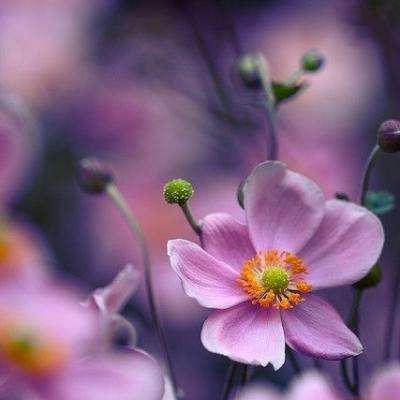 皇冠·app(中国)下载官方版app下载