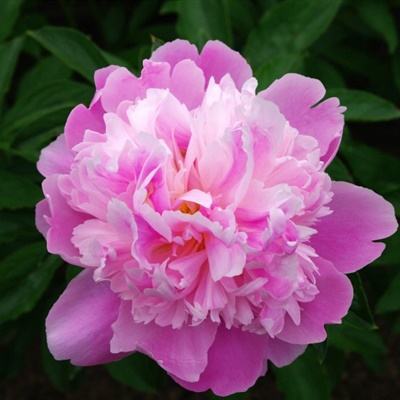 竞彩足球APP官方下载手机app下载