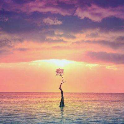 金博宝下载手机版